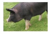 Berkshire Pig - Top Notch Pork