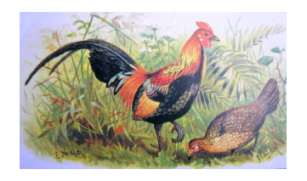 Asian Red Junglefowl